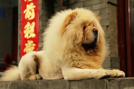 Китайские собаки фото Chinese New Year Dog 2018 Зображення - огляд 11,133 Стокові фото, векторні зобра