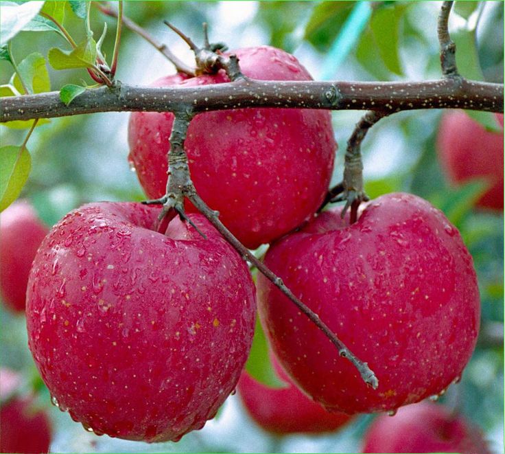 Китайские яблоки фото Pin by kuukkik on Fruits Apple tree from seed, Tree seeds, Fruit