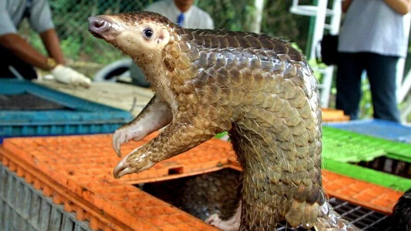 Китайские животные фото 14 tons of pangolin scales seized in Singapore in a single smuggling bust CNN