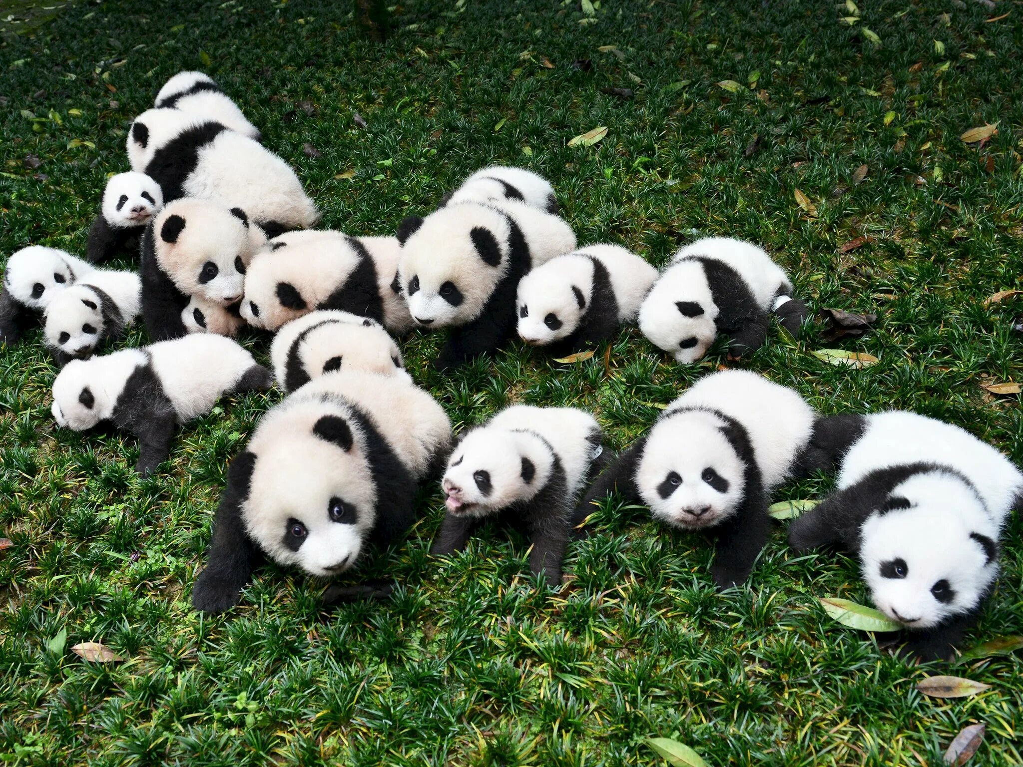 Китайские животные фото Panda expert claims the international breeding programme has failed The Independ