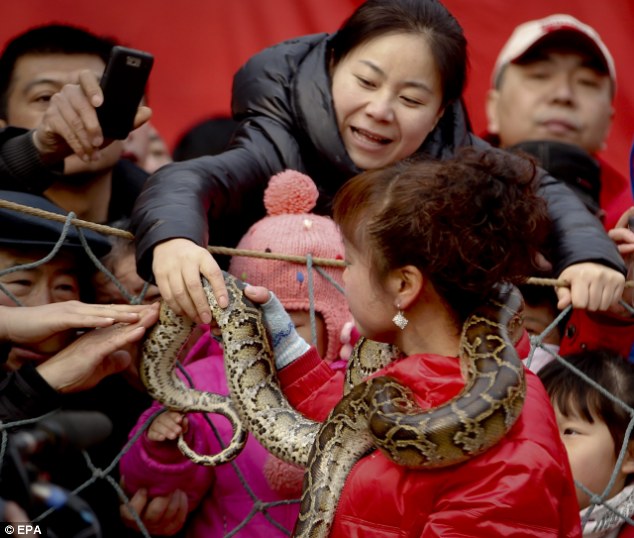 Китайские змеи фото Man puts live reptile through his mouth and nose as China celebrate year of the 