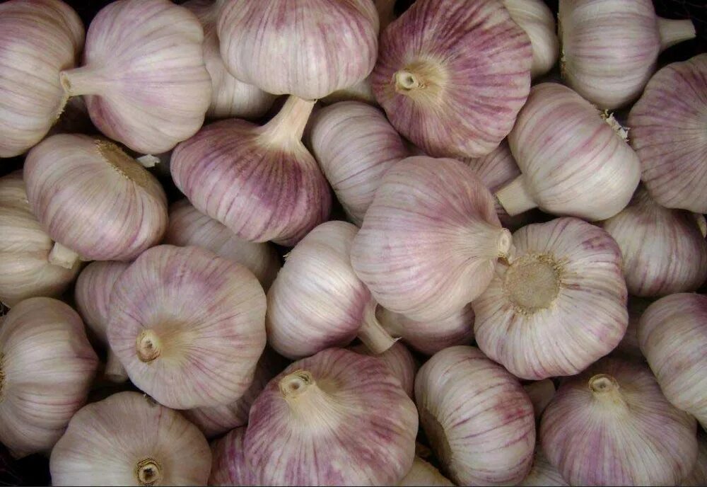 Китайский чеснок фото Good Price Pure White Organic Garlic In China - Buy Garlic In China,Pure White G