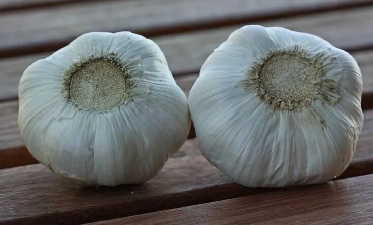 Китайский чеснок фото Can You Identify Chinese-Grown Garlic from Its Lack of Roots? Chinese garlic, Im