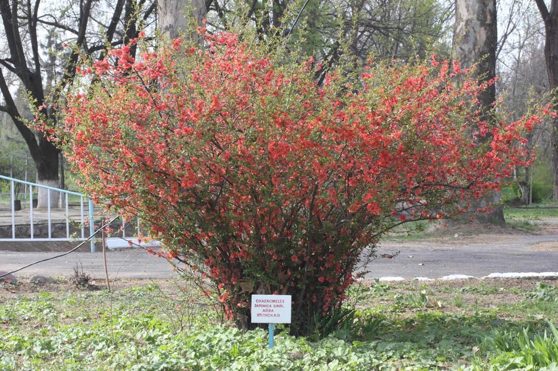 Китайский кустарник фото Chaenomeles japonica - Image of an specimen - Plantarium