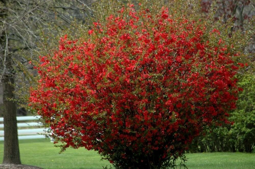 Китайский кустарник фото Айва японская (ЗКС)