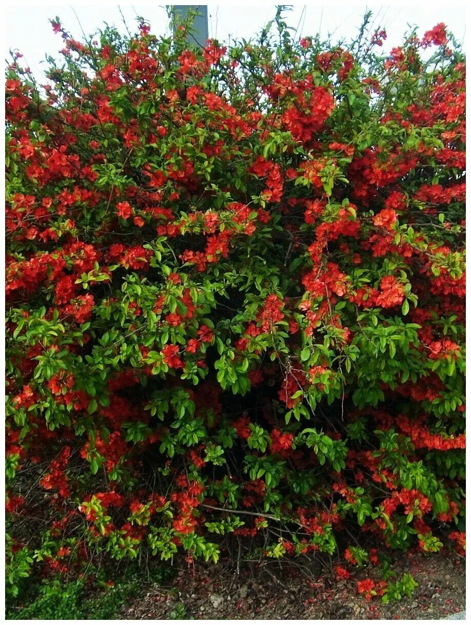 Китайский кустарник фото Семена Айва японская / Хеномелес японский / Chaenomeles japonica, 20 штук - купи