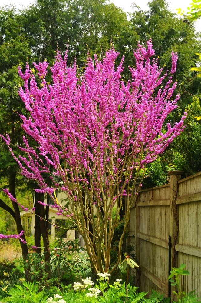 Китайский кустарник фото Avondale Chinese Redbud - Cercis chinensis 'Avondale' - Wholesale Trädgård