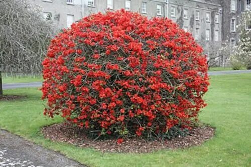 Китайский кустарник фото Chaenomeles Japonica 10 Seeds, Cold Hardy Bonsai Red Japanese Quince Shrub eBay