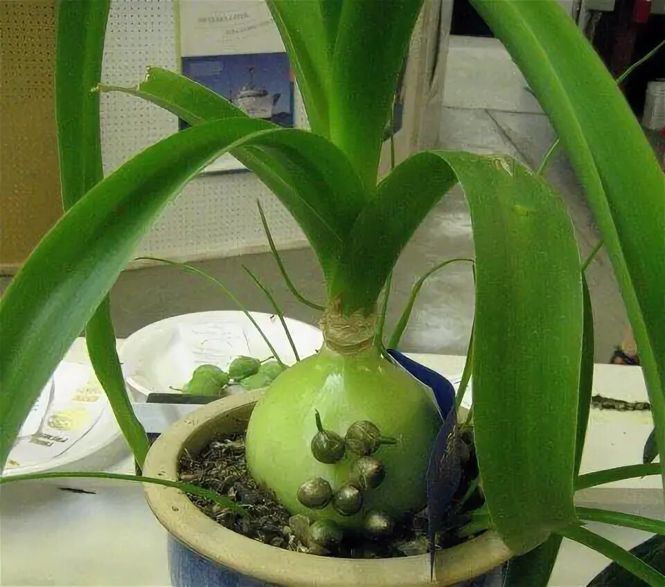 Китайский лук фото Rare Pregnant Onion House Plant - Ornithogalum - STRANGE - 2" Pot Planting onion