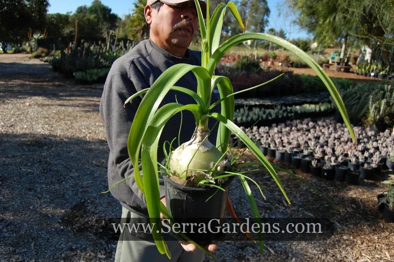 Китайский лук фото Ornithogalum caudatum Succulents, Succulents garden, Garden shrubs