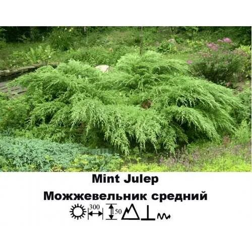 Китайский можжевельник минт джулеп описание и фото Можжевельник минт джулеп фото и описание: найдено 90 изображений