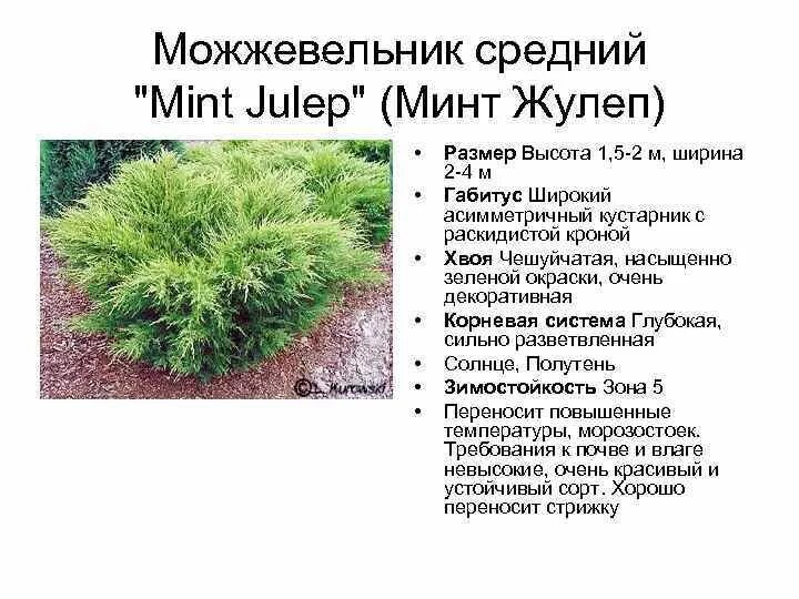 Китайский можжевельник минт джулеп описание и фото Можжевельник описание и фото размеры