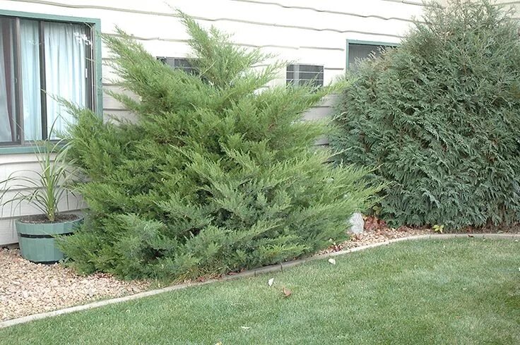 Китайский можжевельник минт джулеп описание и фото Mint Julep Juniper (Juniperus chinensis 'Mint Julep') at Connon Nurseries Evergr