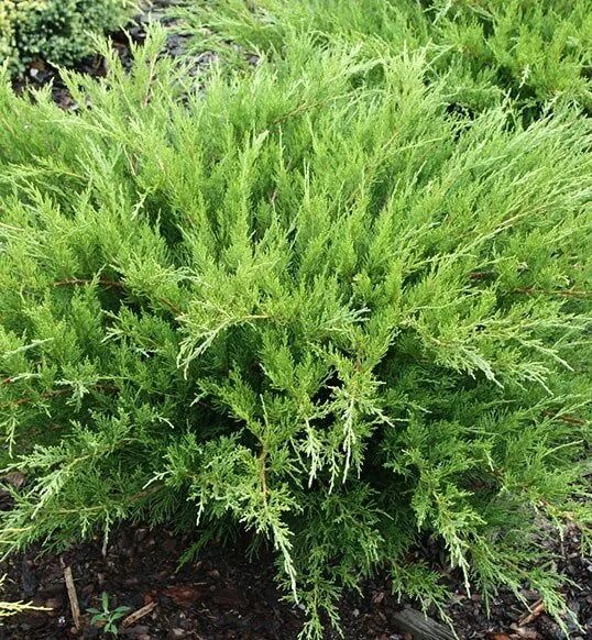 Китайский можжевельник минт джулеп описание и фото Купить Можжевельник Mint Juler
