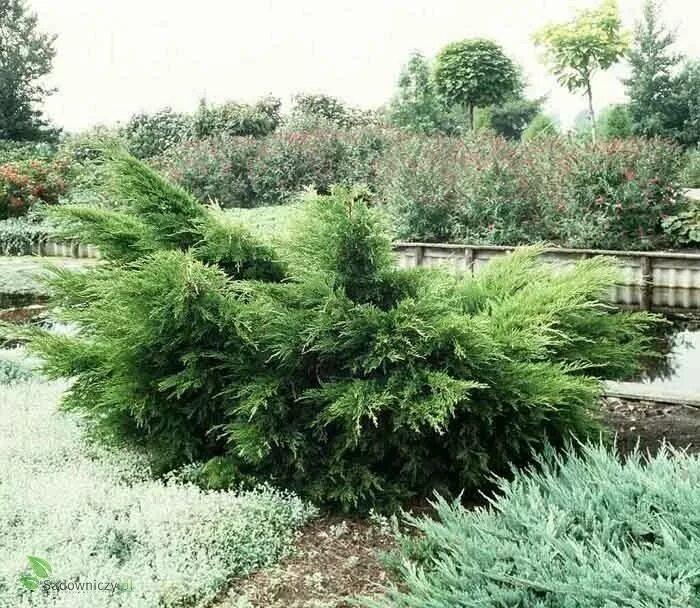 Китайский можжевельник минт джулеп описание и фото Jałowiec pośredni Mint Julep Mint julep, Julep, Plants