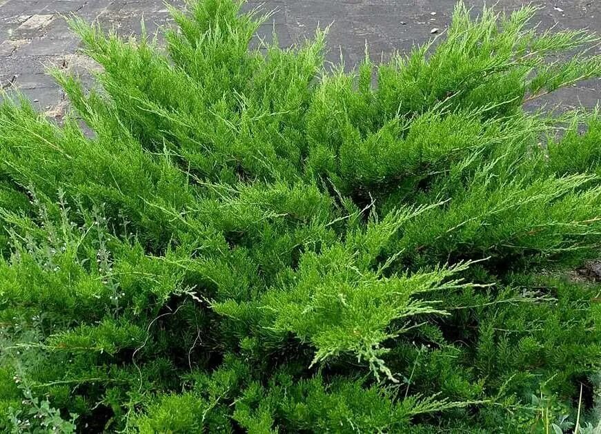 Китайский можжевельник минт джулеп описание и фото Можжевельник Минт Джулеп - Хвойные - Растения - Каталог - Borovsky-Pitomnik.ru