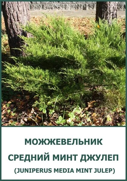 Китайский можжевельник минт джулеп описание и фото МОЖЖЕВЕЛЬНИК - Фотография 11 из 12 ВКонтакте