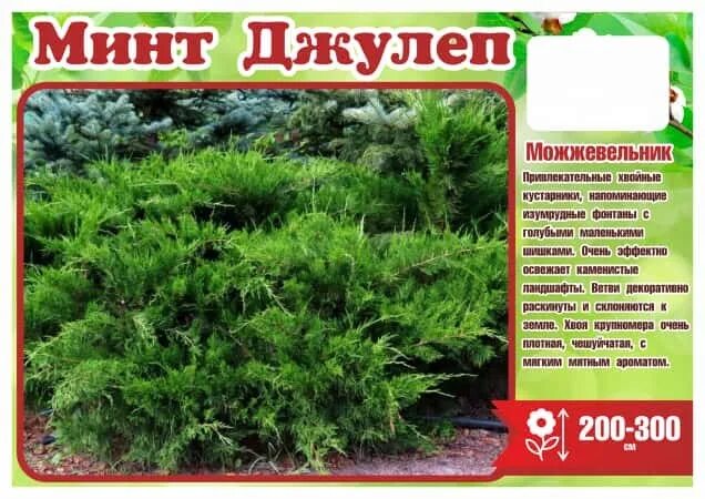 Китайский можжевельник минт джулеп описание и фото Можжевельник горизонтальный ПФИТЦЕРА МИНТ ДЖУЛЕП (Н40-50) С5 (ТСП22) купить за 3