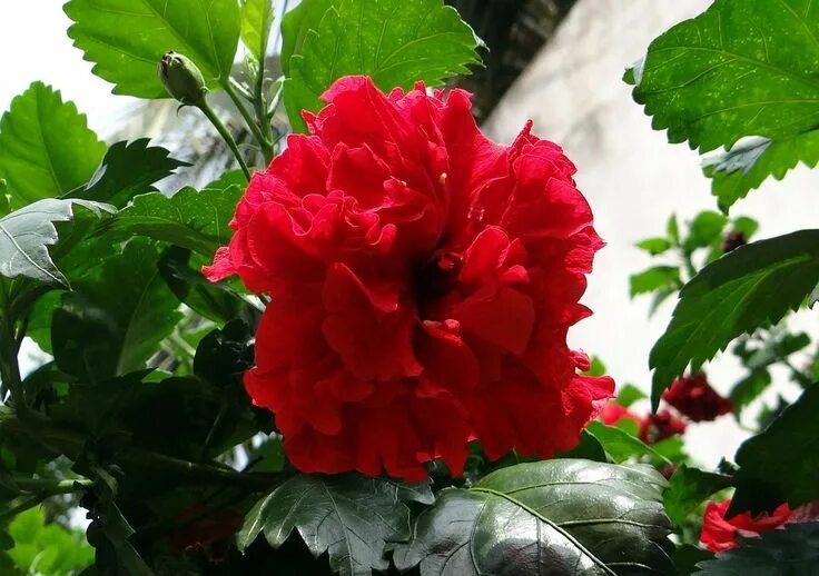 Китайский розан фото комнатный China Rose Hibiscus Double Rosa - Free photo on Pixabay Hibiscus plant, China ro