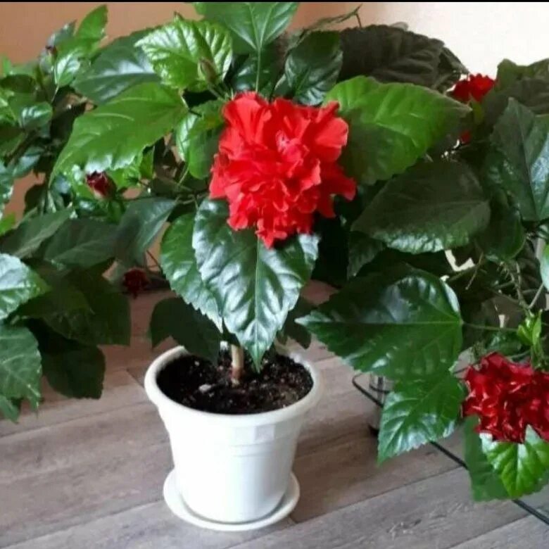Китайский розан фото комнатный Гибискус махровый - купить в Майме, цена 100 руб., дата размещения: 14.08.2024 -