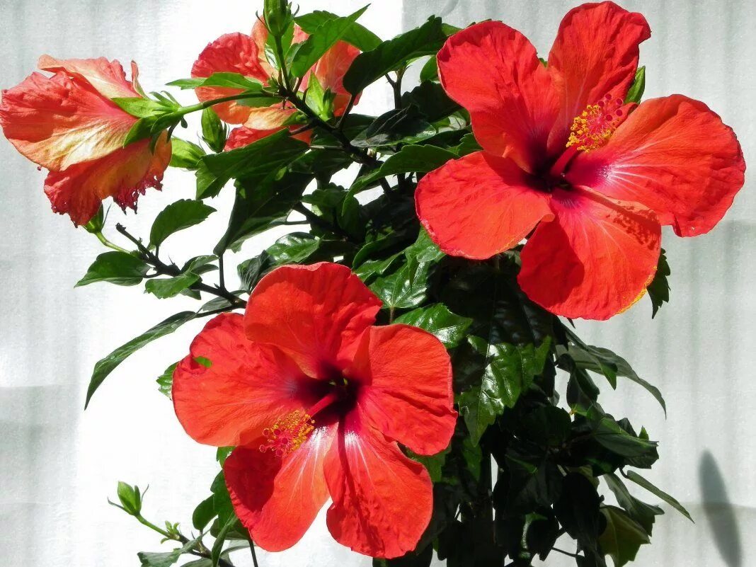 Китайский розан фото комнатный Лучшие растения для холодного фойе и холла Hibiscus rosa sinensis, Hibiscus, Pla