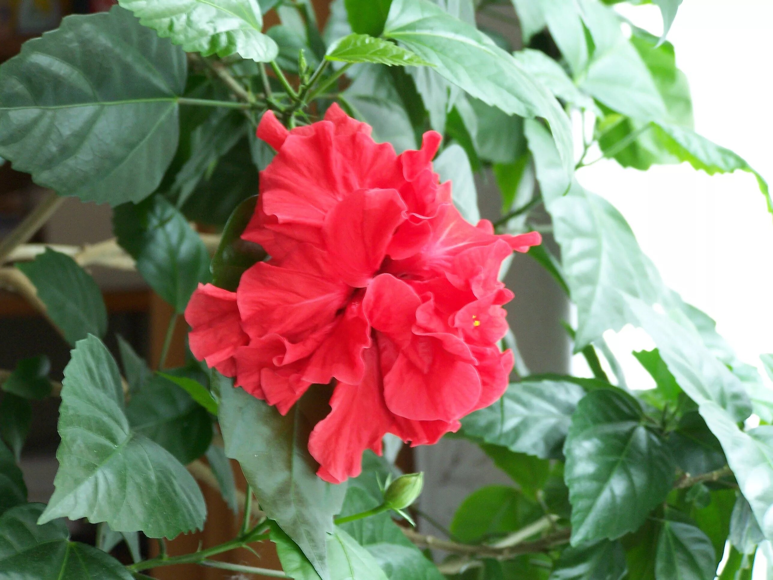 Китайский розан фото комнатный File:Chinese rose hibiscus.jpg - Wikimedia Commons