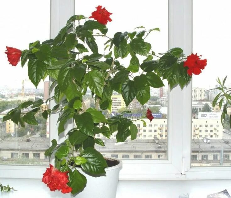Китайский розан фото комнатный Гибискус на северном окне Цветы, Гибискус, Посадка деревьев