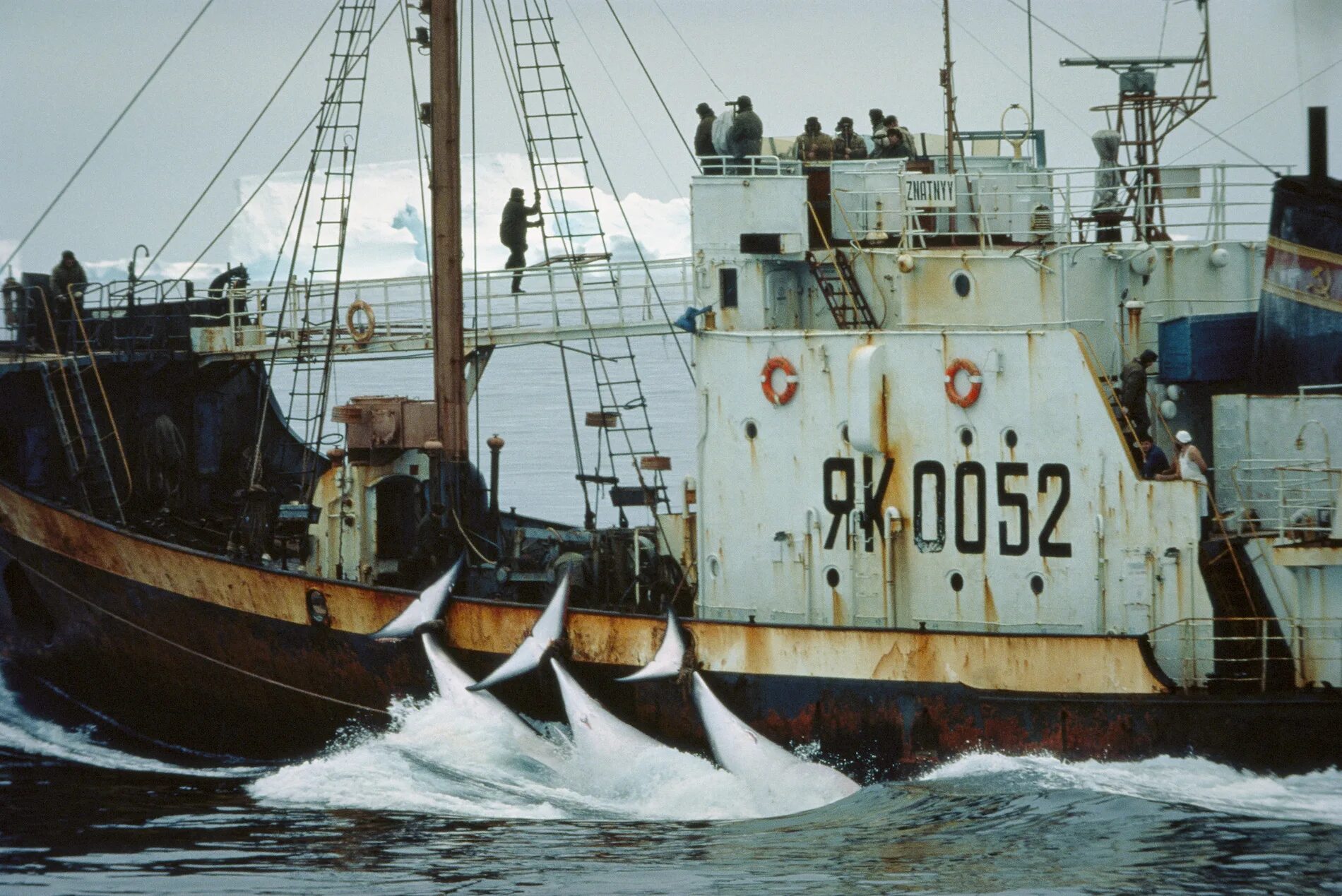 Китобойное судно фото L'antarctique, une région fragilisée WWF France