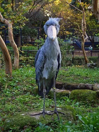 Китоглав птица фото Shoebill Shoebill bird, Shoebill, Shoebill stork