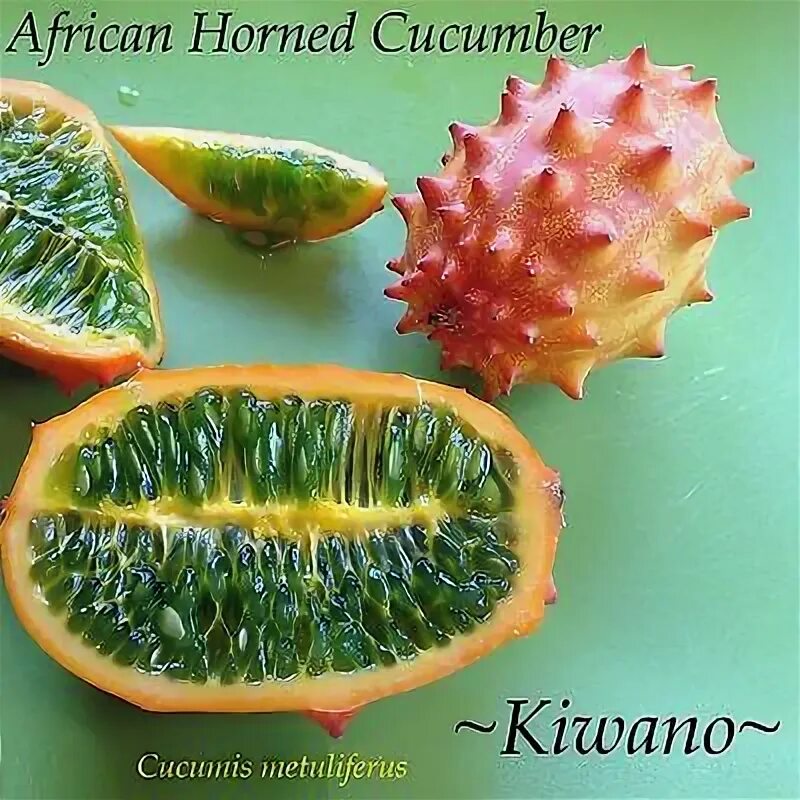 Кивано фрукт фото kiwano огурец metuliferus Африканская рогатая дыня огурец без ГМО 10+ семян eBay