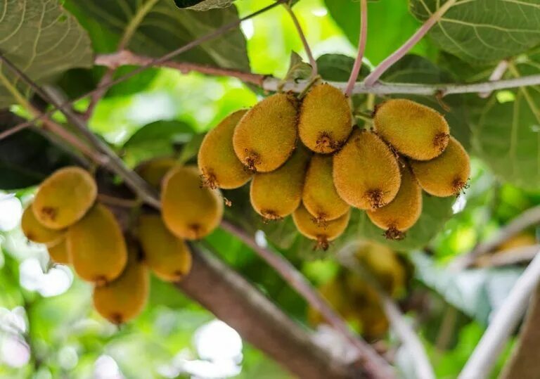 Киви дерево фото Como Plantar Kiwi em Casa → (Plantio, Cultivo e Colheita) Plantio, Cultivo