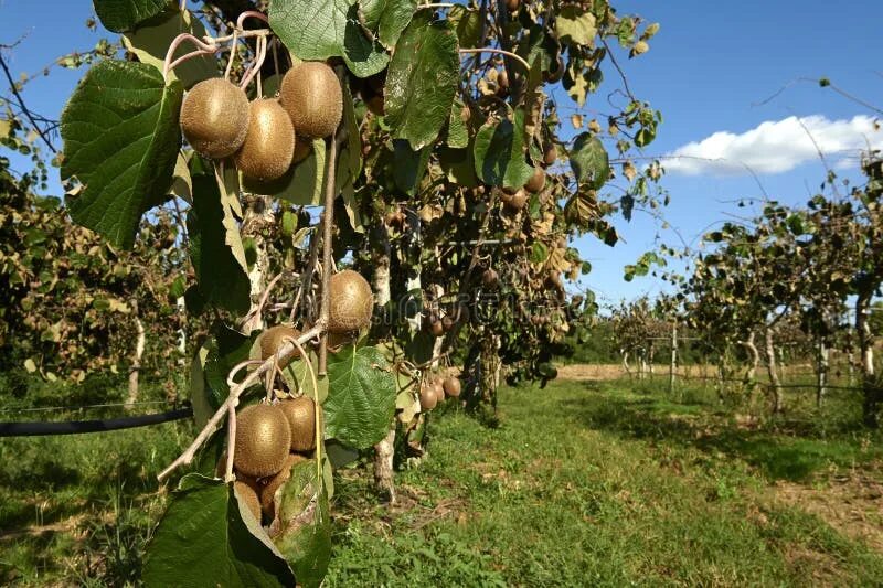 Киви дерево фото Kiwi stock photo. Image of table, agriculture, kiwi, branch - 59757532