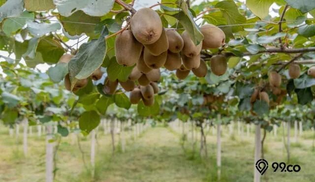 Киви дерево фото Pohon Kiwi