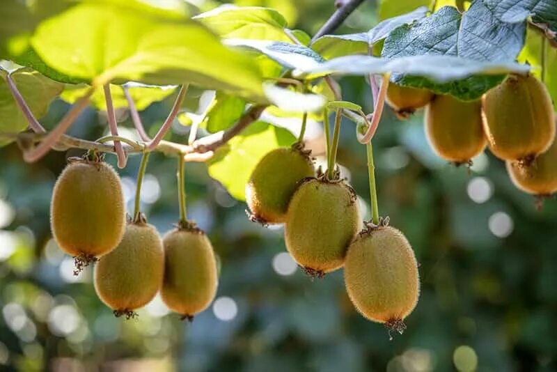 Киви дерево фото Amazon.com: Fruit Plants & Seeds - Kiwi / Fruit Plants & Seeds / Plants, Seeds &