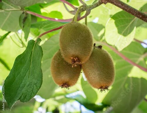 Киви дерево фото Kiwifruit or Kiwi (Actinidia deliciosa). Chinese gooseberry. Leaf canopy protect