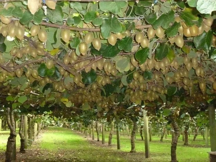 Киви дерево фото Так растет киви Coltivare, Kiwi, Pergolato da giardino