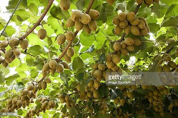 Киви дерево фото 557 Kiwi Fruit Tree Stock Photos, High-Res Pictures, and Images - Getty Images