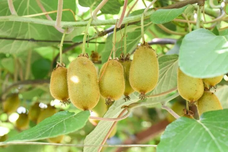 Киви дерево фото Actinidia deliciosa, Kiwifruit, Kiwi Fruit, Chinese Gooseberry, Smooth-skinned K