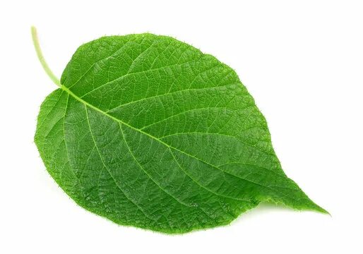 Киви фото листьев Big Leaf Images - Browse 989,423 Stock Photos, Vectors, and Video Adobe Stock