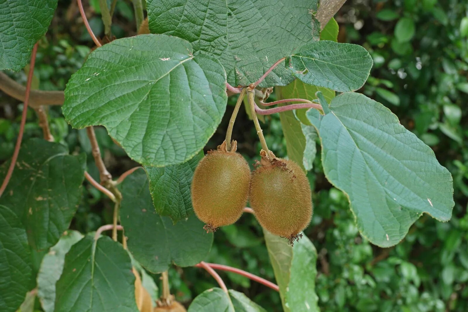 Киви фото листьев Kiwifruit (Actinidia deliciosa cv.