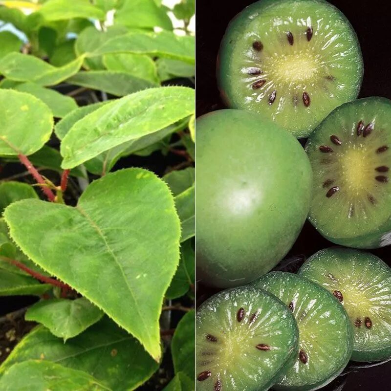 Киви фото листьев Hardy Kiwi Vine Collection from Stark Bro's Kiwi vine, Hardy kiwi, Kiwi berries