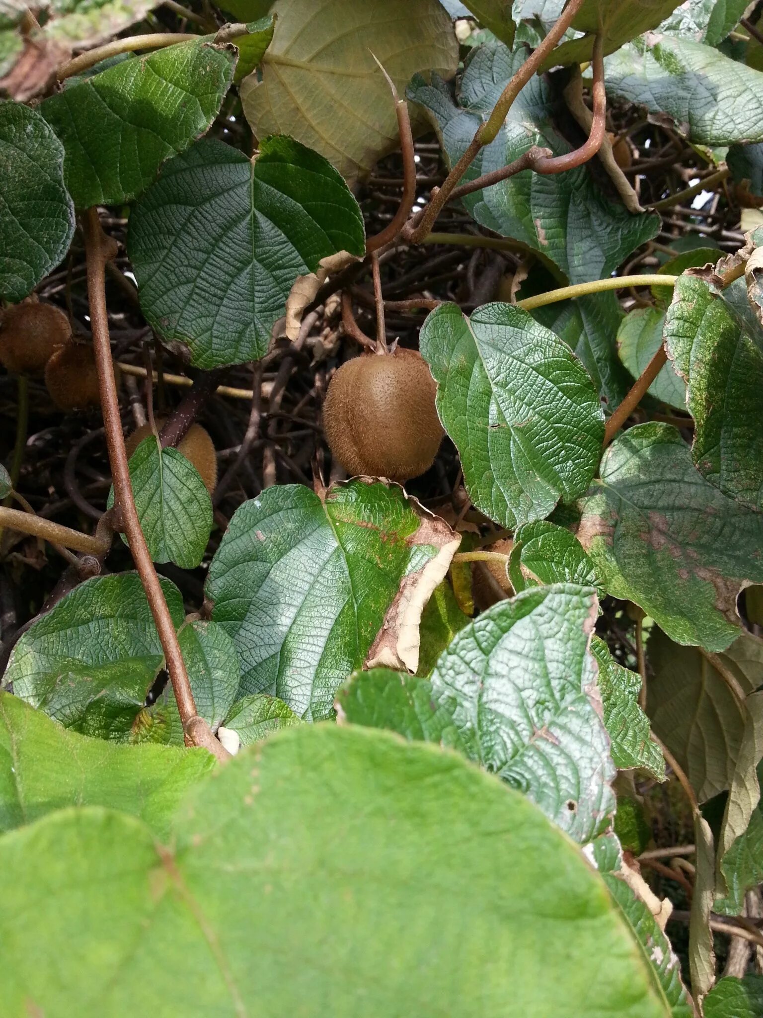 Киви фото листьев Free Images : fruit, leaf, flower, food, produce, botany, garden, flora, shrub, 