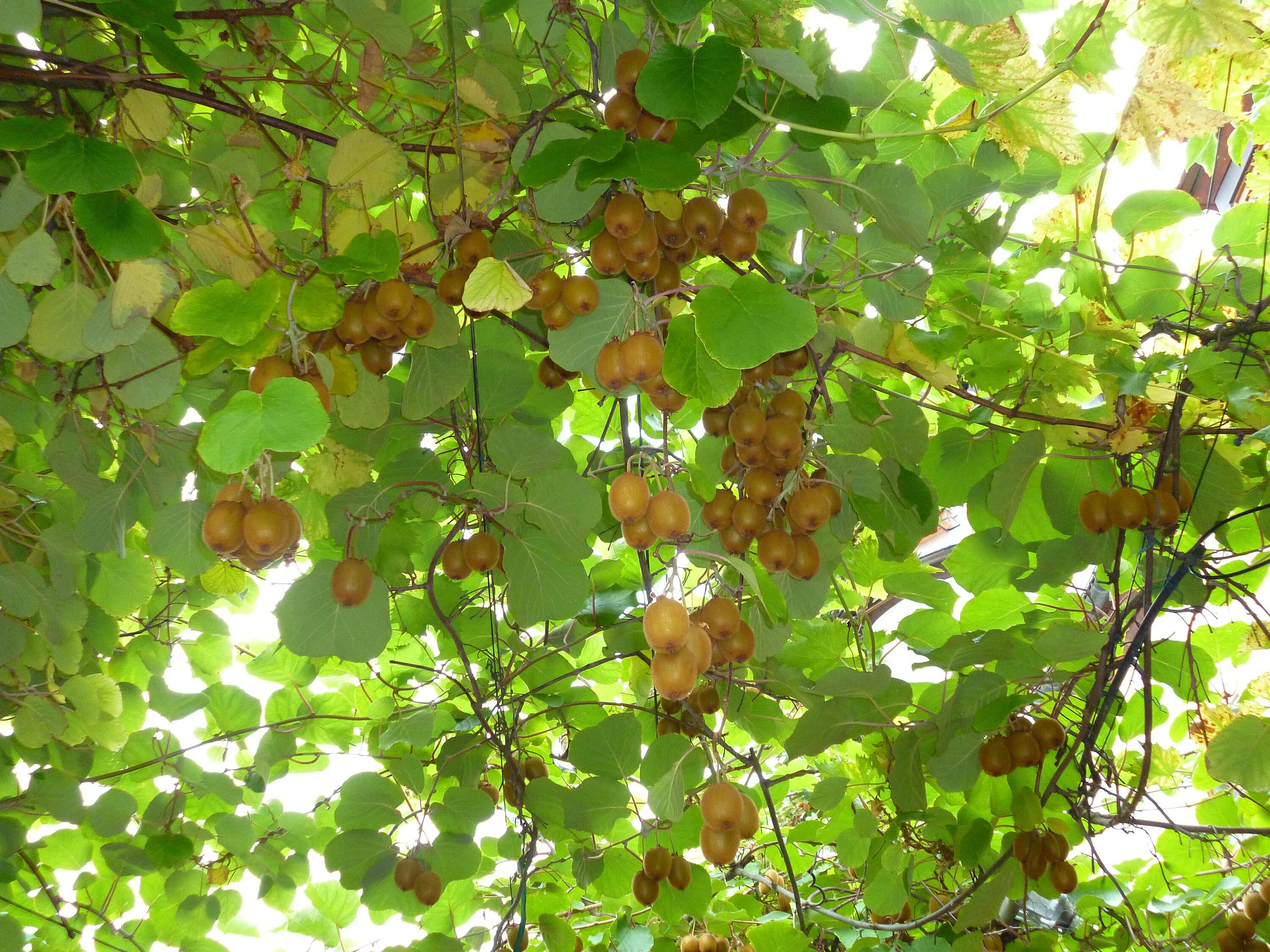 Киви фото листьев Free Images : branch, plant, leaf, green, autumn, flora, leaves, fruit tree, fru