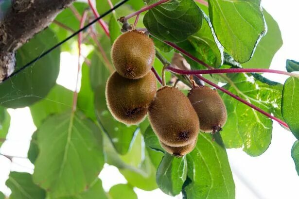 Киви фото листьев Comment faire germer un pépin de kiwi Kiwi, Comment planter, Potager permacultur