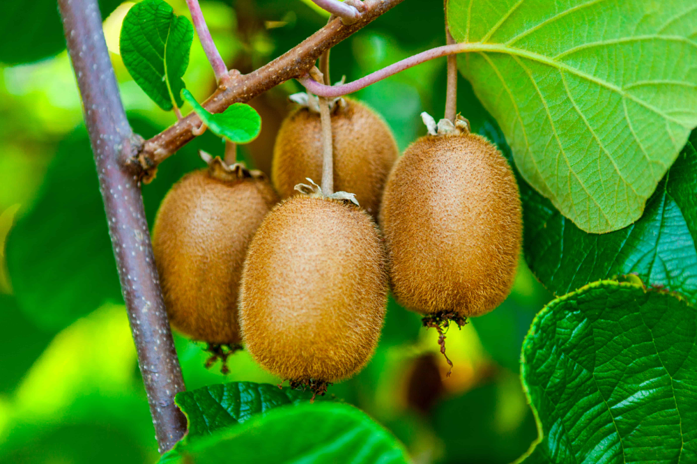 Киви фото листьев How to Plant, Grow, Prune, and Harvest Kiwifruit - Harvest to Table Kiwi fruit, 