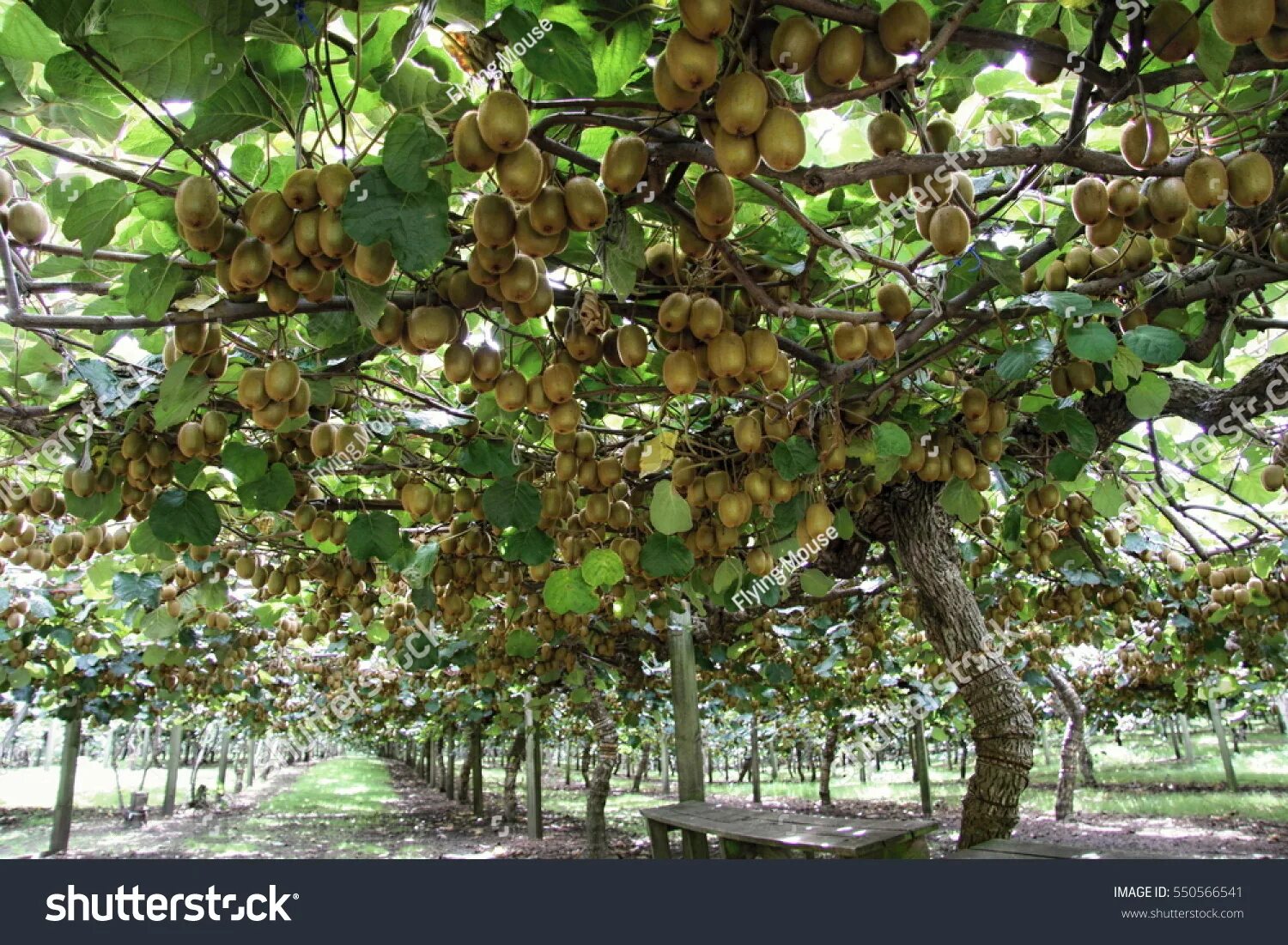 Киви фрукт фото растения 799 Kiwifruit Orchard Images, Stock Photos & Vectors Shutterstock
