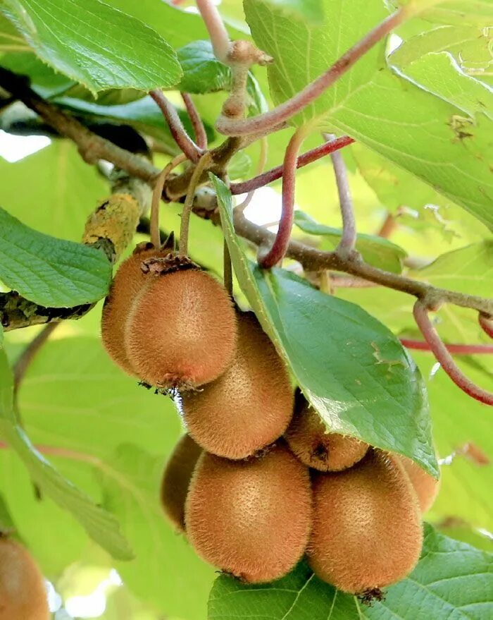 Киви фрукт фото растения plants nursey online in kerala Fruit garden, Kiwi growing, Fruit plants