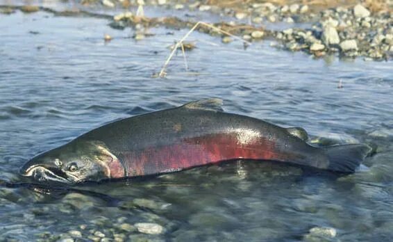 Кижуч рыба фото описание польза Chinook Culture Chinook Culture Salmon, Animal symbolism, Salmon run