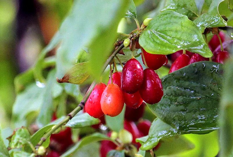 Кизил декоративный фото Купить саженцы Кизил Выдубицкий в питомнике. Для сорта Кизил Выдубицкий есть опи