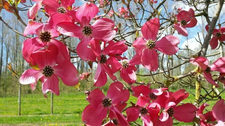 Кизил декоративный фото Cornus florida 'Red Giant' Van den Berk Nurseries Flowering trees, Red twig dogw